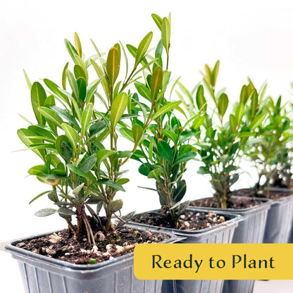 6 Green Gem Boxwood – Compact Rounded Evergreen Shrub for Low Hedges, Borders & Container Planting (Buxus sempervirens ‘Green Gem’) in 3.5″ Cubes, Live Plants