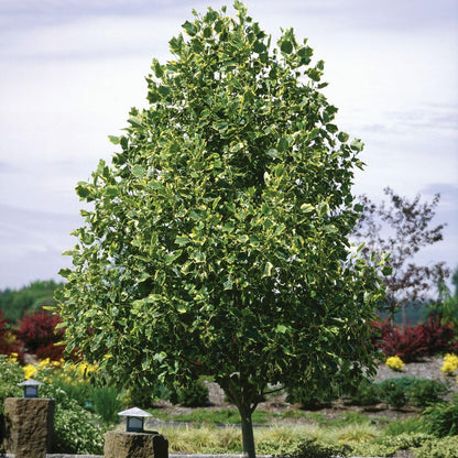 Tuliptree, 1 Gallon Live Nursery Pot, Fast-Growing Flowering Shade Tree | Arbor Day Foundation (Due to Agricultural Laws, Unavailable to CA or AZ)