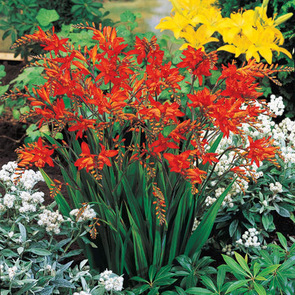 BRECK'S - Summer Flowering Fire King Crososmia Bulbs - Each Offer Includes 12 Dormant Bulbs per Offer