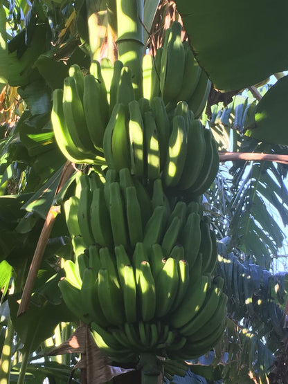 Banana Plant, Orinoco Banana, 'Musa accuminata' (Medium 13" - 24")