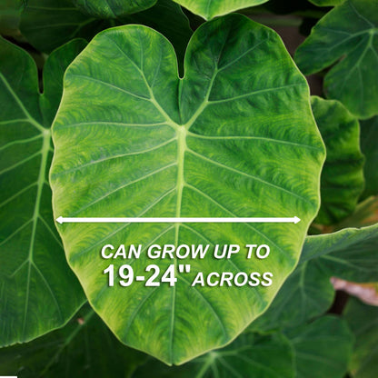 Garden State Bulb Giant Colocasia Elephant Ear Bulbs, 11/13 inches, Spring Planting (Bag of 3)