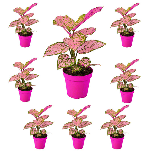 8 Pack Chinese Evergreen 'Lady Valentine' in 2in Pot - Live Plants Tropical Houseplants | Variegated | USA Growers | The Snobby Leaf