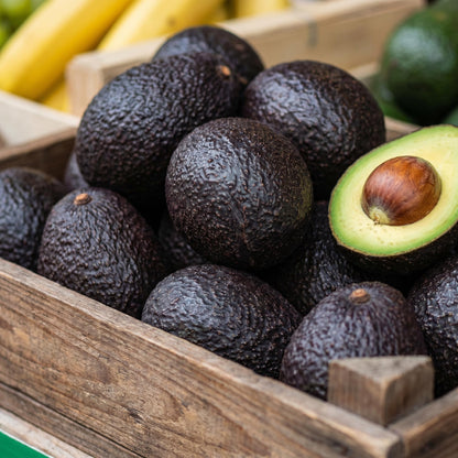 Avocado Tree Live 1-2 Ft Tall in 3 Gallon Pot, Grafted Avocado Tree for Outdoor Garden or Patio Planting, High Yield, Ready to Bear Fruits, No CA (Black Avocado)