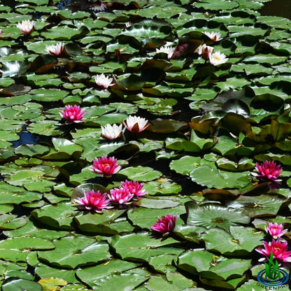 Nymphaea Attraction Red Hardy Water Lily Tuber Rhizome Live Aquatic Plants for Pond Water Garden
