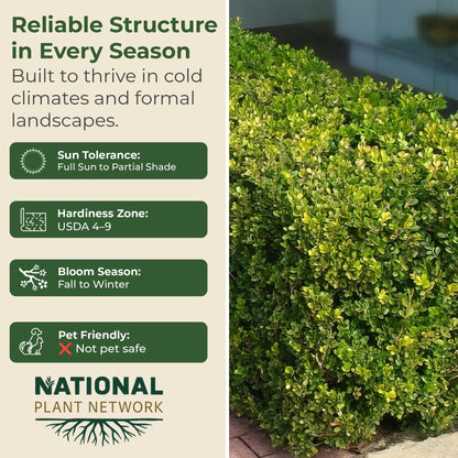 Wintergreen Boxwood Live Evergreen Shrub – Dense Green Foliage Grows Upto 4 ft in 1 Gal Grower Container – Easy-Prune Landscape Plant for Borders, Hedges & English Gardens, USDA Zones 4–9, 1-Pack