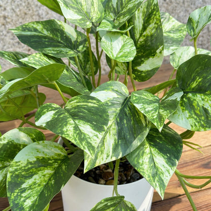 TentoWhan Artificial Plants Faux Pothos with Plastic White Pot Artificial Potted Plant for Home Office Bedroom Indoor Outdoor Decor 1 Pack(Light Green)