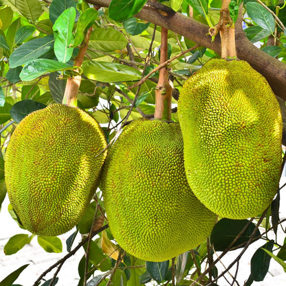 Live Jackfruit Tree Plant, Sweet Jackfruit Tree, Hardy Fruit Seedling, 2-3 Feet Tall for Outdoor Planting