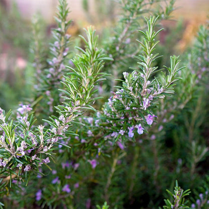 Perfect Plants Southern Living Chef's Choice Rosemary Bush in 1 Gallon Pot | Live Plant | Edible, Aromatic herb for Home Cooking and Gardening | Great for Cooking and Grilling | Zones 7-10