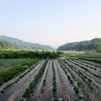 KANAGAWA 3oz Heavy Duty 6ft x 100ft Weed Barrier Fabric Professional Woven Landscape Ground Cover with 30 Landscape Staples, Landscape Fabric Density for Driveway Garden Yard Greenhouse Gardening