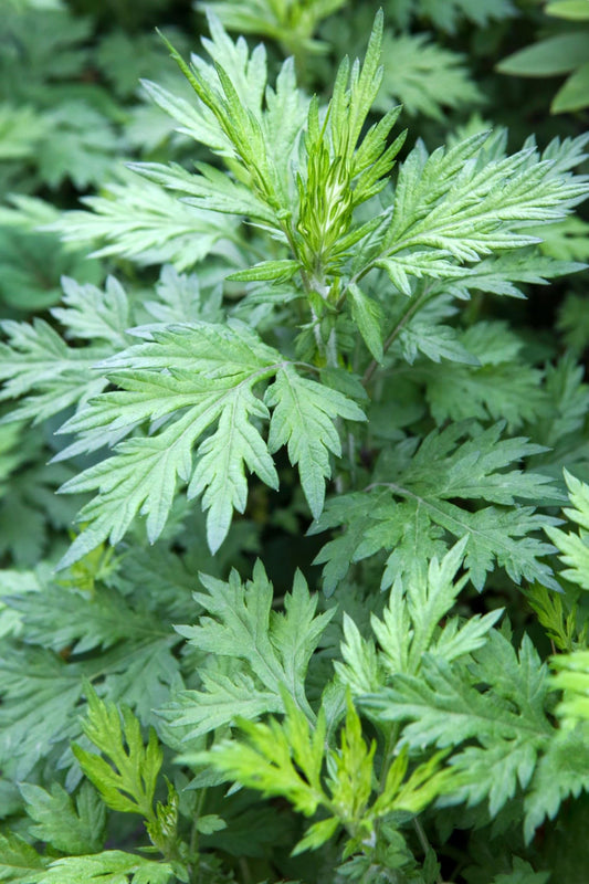 Pilestone Organic Mugwort, Artemisia vulgaris, Live Plant in 4-inch Pot