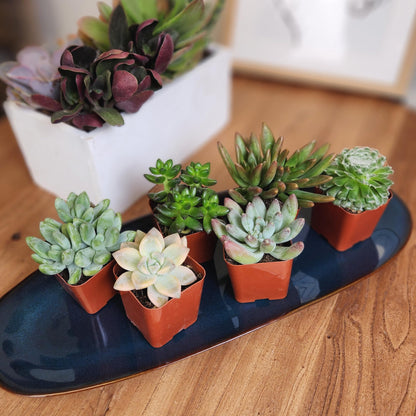 Altman Plants Specialty Live Succulent Plant (6 Pack), No Duplicates, Assorted Succulents Featuring Unique Colors & Shapes, 2 in Pots