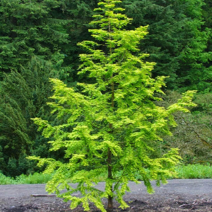 Live Plant - 2 Dawn Redwood Trees - Live Potted Plants - 8-12" Tall Seedlings