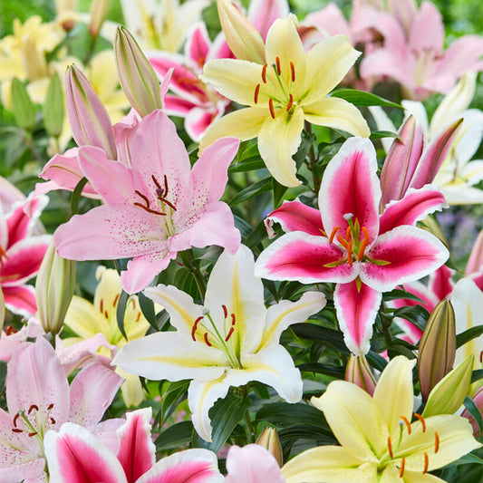 Garden State Bulb Mixed Oriental Lily Flower Bulbs, 14/16cm, Spring (Bag of 10)