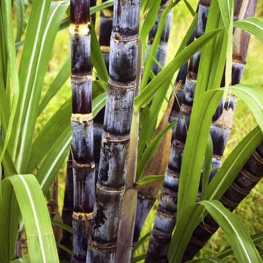 30 Purple Sugarcane Cuttings, Fresh Sugar Cane Stalk Cuttings with 2-3 Nodes for Planting, Fast Growing Tropical Garden Plant, No Ship to CA
