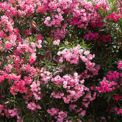 2 Live Pink Oleander Plants, Flowering Bush, 4-7 Inches Tall, Well Rooted for Planting