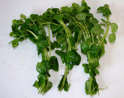 POND PLANT, CREEPING JENNY (3 live plants)