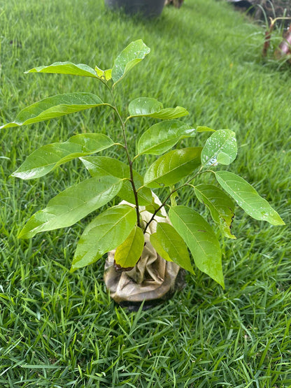 Red Sugar Apple Tree – 8–12 in Live Tropical Fruit Tree Seedling (Annona squamosa L) | Naturally Grown from Seed | Sweet, Red Custard-Like Fruit | Rare Fast-Growing Live Plant for Home Garden or Patio