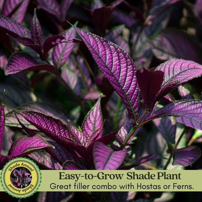 Clovers Garden Persian Shield (Strobilanthes) Plants Two (2) Live Plants – Non-GMO - Not Seeds - Each 4" to 8" Tall – in 4" Inch Pots - Exotic Foliage, Low Maintenance