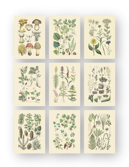 Vintage Botanical Prints | Woodland Plants by Ink Inc. | Wildflower Mushrooms Fern Trees Berries Wall Art | Set of 9 5"x7" Unframed