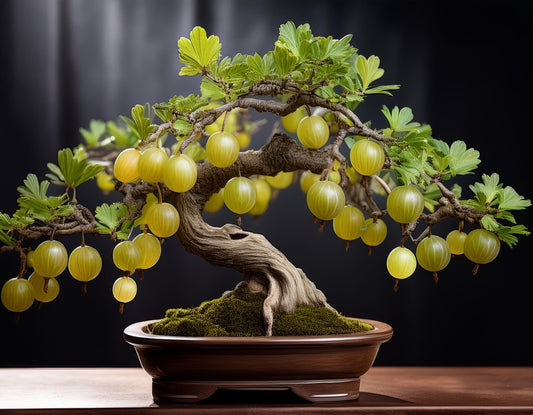 Green Gooseberry Bonsai Tree Seedling for Planting - 1 Year Old Well Rooted Seedling