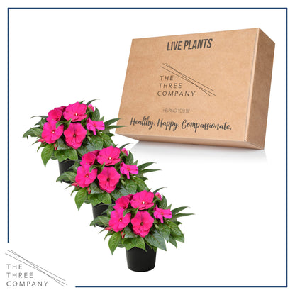 Live Flowering New Guinea Impatiens - Shades of Pink (3 Plants Per Pack) - Beautiful Shade Flowers - 12" Tall by 5" Wide in 1 Qt Pot