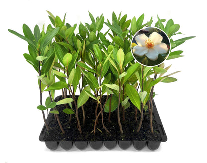 Loblolly Bay | 3 Live Plants | Gordonia lasianthus | Evergreen Flowering Tree for Landscaping | Thrives in Wet Soil & Tolerates Wet Feet