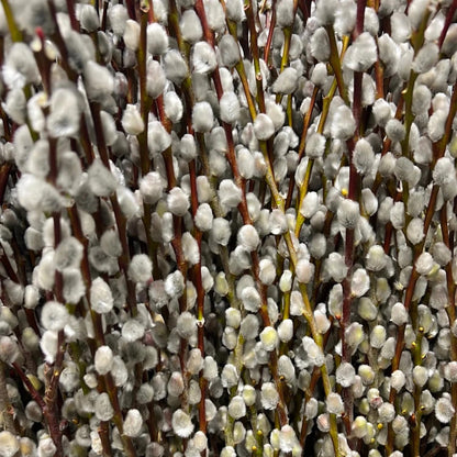 Live Pussy Willow Plant, 1 Year Old Pussy Willow in Gallon Pot, Hardy Ornamental Shrub, Winter Dormant