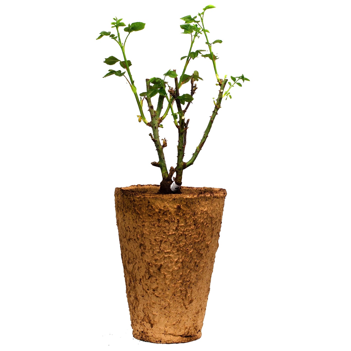 Pretty in Pink Eden Climbing Rose 1.5 Gal Potted Live Plant, Reblooming Fragrant Hot Pink Flowers, Climber for Trellis, Arbor, Fence or Screening, Own Root, Stargazer Perennials