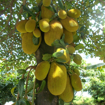 15 Jackfruit Seeds for Planting Home Garden, Tropical Jackfruit Tree Seeds to Grow