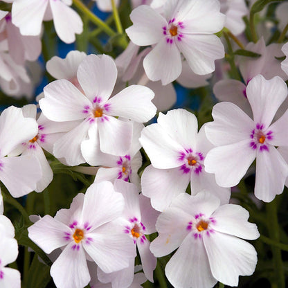 Phlox subulata ‘Amazing Grace’, Creeping Phlox, Moss Phlox, Moss Pinks, Ground Cover, Evergreen with Showy White Flowers, Container Size: 4X 2.63x1.72x2.75