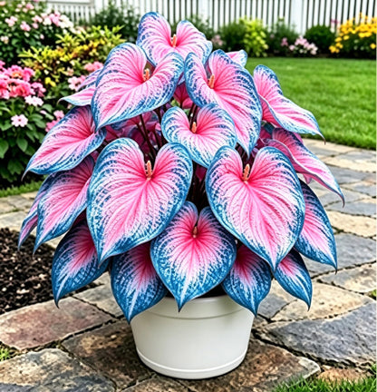 Caladium Seeds, Elephant Ear, 500+ Perennial Plant Seeds, Stunning Colorful Heart-Shaped Leaves - Fast Growing, for Pots, Planters, Gardens & Landscaping (Blue)