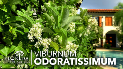 Viburnum Odoratissimum | 20 Live Plants | Fast Growing Shrub, Dense Evergreen Foliage, Fragrant White Flowers, Privacy Hedge, Low Maintenance, Drought Tolerant, Year-Round Interest