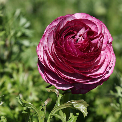 Easy to Grow Ranunculus Tecolote Picotee Mix 10 Flower Bulbs - Spring Bicolor Picotee Blooms in Sun, Carlsbad Flower Fields, Great for Cutting