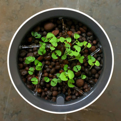 Botanium Hydroponic and Automatic Indoor Gardening Pot, Grey