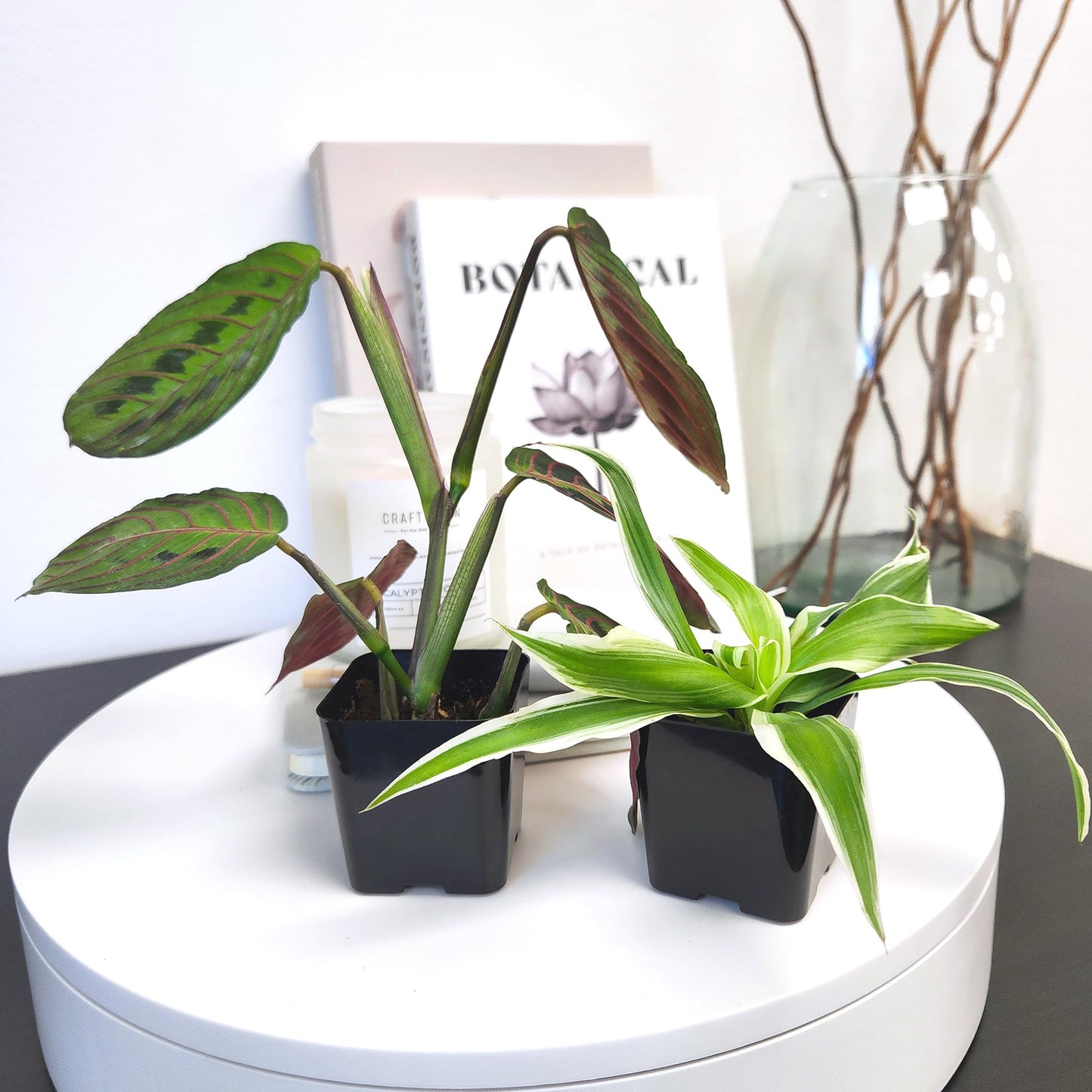 Easy to Grow Houseplants (12 Pack) Live House Plants in Plant Containers, Growers Choice Plant Set in Planters with Potting Soil Mix, Home Décor Planting Kit or Outdoor Garden Gifts by Plants for Pets