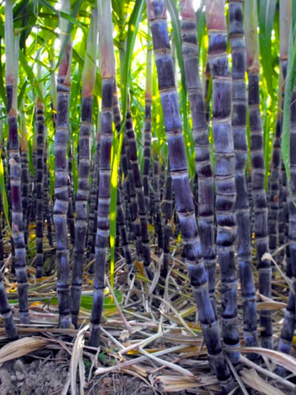 20 Black Purple Sugar Cane Plants Live Cuttings, 1-3 Nodes Ready to Plant, Outdoor Growing Sweet, Fresh Sugar Cane, Fast-Growing