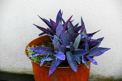4 Blue Mirage Wandering Dude Cuttings to Grow | 3-4 Inches Long - Tradescantia Spiderwort Cuttings to Grow - Dark Blue/Purple - Easy to Grow Wandering Jew