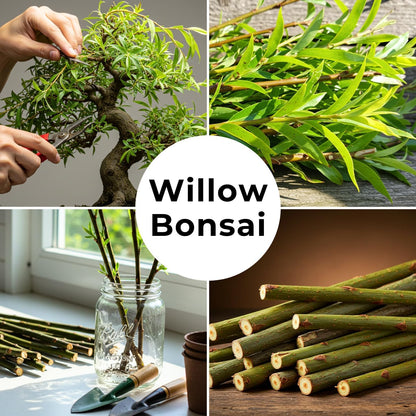 Dwarf Weeping Willow Bonsai Tree Cutting – Live Weeping Willow Cutting for Growing Your Own Cascading Willow Bonsai Tree – Fast-Growing, Hardy, Easy to Grow
