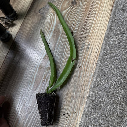 Live Plant - 1 Yellow Dragon Fruit Live Plant Hylocereus megalanthus Tropical Starter Plant