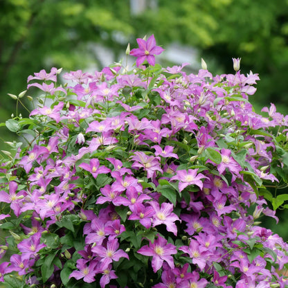 Proven Winners Jolly Good Clematis (Clematis) Live Plant, 4.5" Qt, 4 Pack