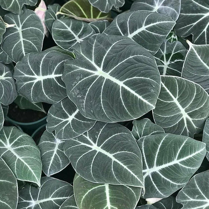 Black Velvet Alocasia Live Plant, Rare Alocasia Plant, House Plant, House Plant Indoors Live 6 Inches Tall No Pot
