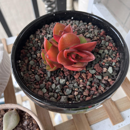 FANTIAN 5 lbs Succulent Cactus Soil Potting Mix,1/4 inch Pumice Pebbles Mix Horticultural Lava Rock for Indoor Plants, Bonsai, Orchid