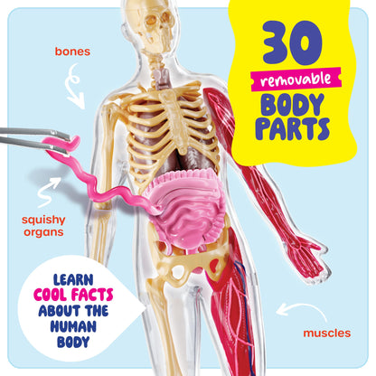Dan&Darci Human Anatomy Squishy Body Model - Science Kits for Kids Ages 4-8 - STEM Toys for 4 5 6 7 8 Year Old Boy Birthday Gift - Learning Educational Toys for Ages 5-7 Boys Gifts - Skeleton Parts