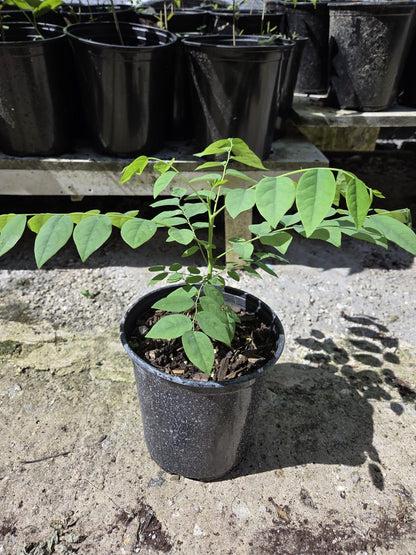 Tropical Grosella Tree Live Plant, Phyllanthus Acidus, Otaheite Gooseberry Fruit Tree, Seed Grown 8-12 Inch, USDA Zones 10-11, Outdoor Growing