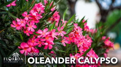 Oleander Calypso Nerium | 3 Extra Large Trade 3 Gallon Plants | Drought Tolerant Shrub, Tropical Flowering, Evergreen Landscaping, Fast Growing Outdoor Garden, Low Maintenance, Vibrant Pink Blooms