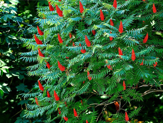 Staghorn Sumac Bush Seedlings for Planting - No Ship to California (1 Seedling)