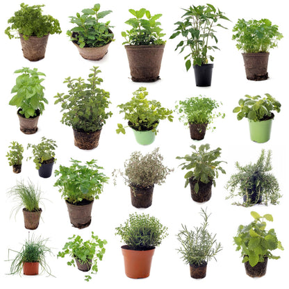 Set of 4 Assorted Herb Plants, 3-6 Inch Live Fragrant Herbs for Garden, Kitchen - Rosemary, Mint, Oregano, Basil, Lavender and More, Herb Bare Roots, Easy to Care