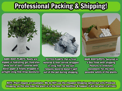 Greenwood Nursery: Live Perennial Plants - 'Walkers Low' Catmint + Nepeta × Faassenii - [Qty: 2X Pint Pots] - (Click for Other Available Plants/Quantities)
