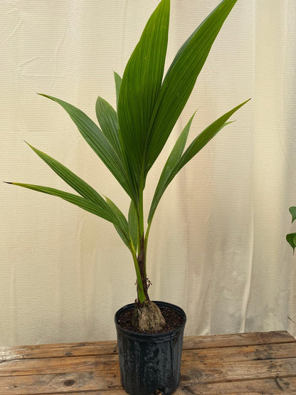 Green Malayan Coconut Palm Tree - Tropical Cocos Nucifera, Low Maintenance Live Exotic Palm for Indoor & Outdoor Spaces, Air-Purifying, Drought-Tolerant Ornamental Accent Plant (2gal Pot, 2-3ft)