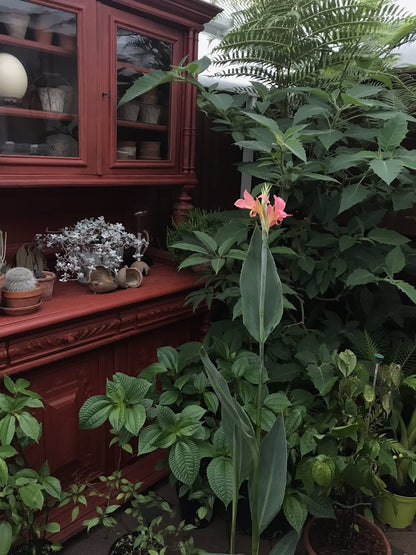 Pink Canna - Months of Flowers for Ponds!